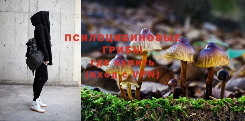 где купить   Обнинск  Галлюциногенные грибы Magic Shrooms 